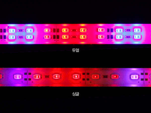 디바이스마트,LED/LCD > LED 인테리어조명 > 식물성장용 LED,유니즈,12V 5630 LED바 식물성장용 에폭시 방습코팅 완제품 1M (비율선택) [SZH-LD136],[KC인증제품] -사이즈 : 990mm / 전원 : 12V / 색상 : 레드(Red) , 블루(Blue)식물 성장용 LED! 일조량이 적은 실내와 베란다 등 가정에서 손쉽게 식물을 재배