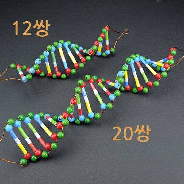 두루마리 DNA-12쌍 4명 set