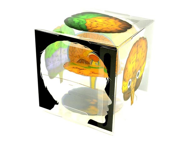 뇌 구조 모형 큐브 5명 set