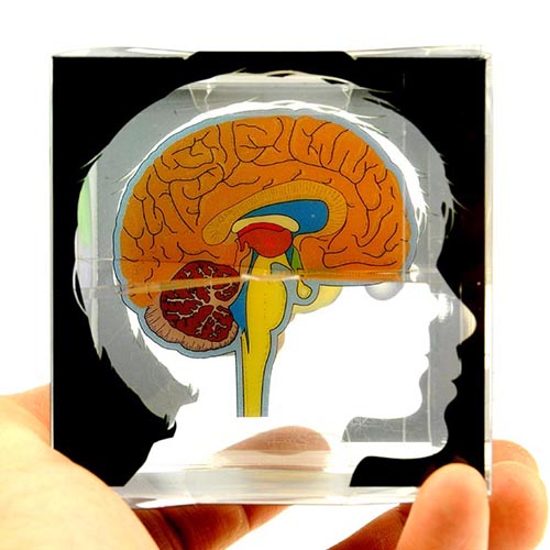 디바이스마트,MCU보드/전자키트 > 교육용키트/로봇 > 교육용키트 > 재미있는키트/기타,스터디랜드,뇌 구조 모형 큐브 5명 set,뇌의 내부및 외부 구조를 입체적으로 관찰할 수 있는 실험 (디자인 등록:30-2015-0007759)