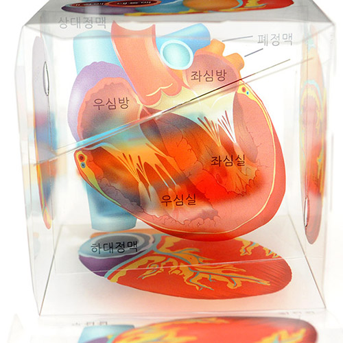 디바이스마트,MCU보드/전자키트 > 교육용키트/로봇 > 교육용키트 > 재미있는키트/기타,스터디랜드,심장 모형 큐브 5명 set,심장의 내부및 외부 구조를 입체적으로 관찰할 수 있는 실험 (디자인 등록:30-2015-0007759)