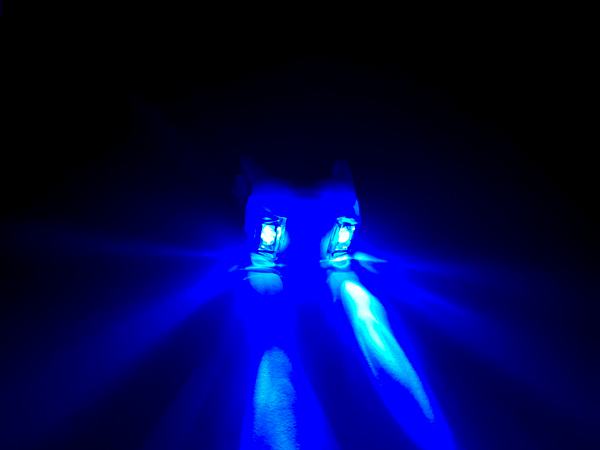 디바이스마트,LED/LCD > LED 인테리어조명 > 장식용 LED,SZH,자전거용 개구리LED 헤드라이트 (파랑) [SZH-ML-025],사이즈 : 40x50mm / 전원 : CR2032 동전형건전지 2개 / 색상 : 블루(Blue)