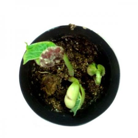 디바이스마트,오픈소스/코딩교육 > 과학 교구 > 화학/환경 과학교구,스터디랜드,강낭콩 한살이 5명 set,강낭콩의 한살이를 알아보는 실험입니다.