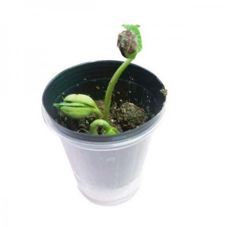 디바이스마트,오픈소스/코딩교육 > 과학 교구 > 화학/환경 과학교구,스터디랜드,강낭콩 한살이 5명 set,강낭콩의 한살이를 알아보는 실험입니다.