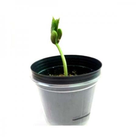 디바이스마트,오픈소스/코딩교육 > 과학 교구 > 화학/환경 과학교구,스터디랜드,강낭콩 한살이 5명 set,강낭콩의 한살이를 알아보는 실험입니다.