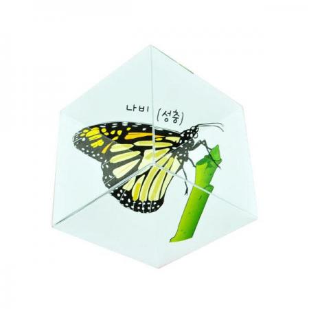 디바이스마트,오픈소스/코딩교육 > 과학 교구 > 생물/인체 과학교구,스터디랜드,곤충의 탈바꿈 5명 set,동물의 완전 탈바꿈, 불완전 탈바꿈 과정을 퍼즐처럼 알아보는 실험입니다.