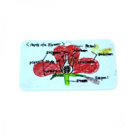 디바이스마트,오픈소스/코딩교육 > 과학 교구 > 물리/물질 과학교구,스터디랜드,구운 종이 플라스틱 5명 set,종이를 구우면 플라스틱이 되는 과정을 알아보는 실험입니다.