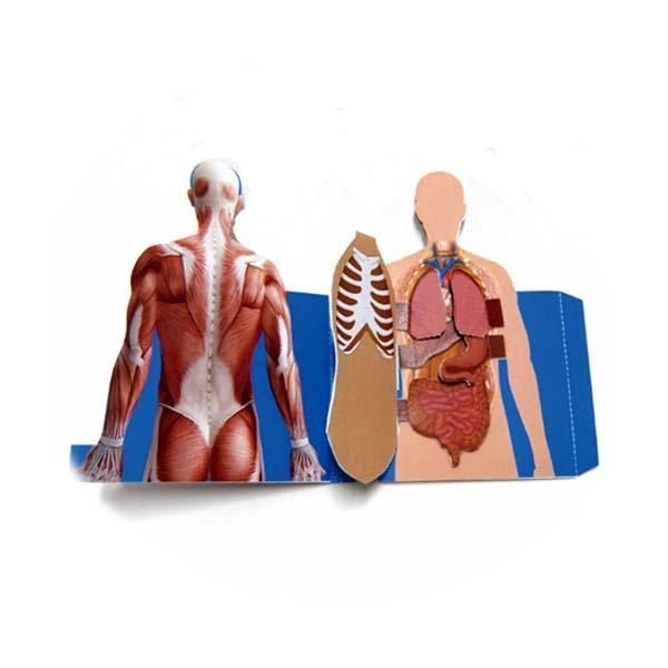 내장기관 모형 5명 set