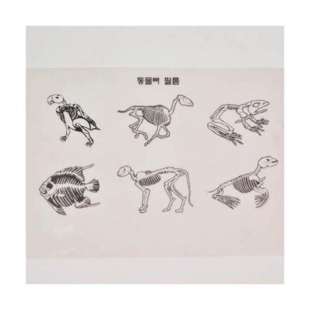 디바이스마트,오픈소스/코딩교육 > 과학 교구 > 생물/인체 과학교구,스터디랜드,누구의 뼈일까요? 10명 set,동물들의 뼈를 필름을 이용해 알아보는 실험입니다.