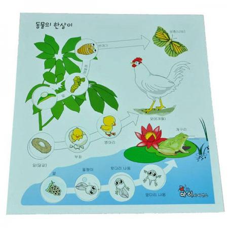 디바이스마트,오픈소스/코딩교육 > 과학 교구 > 생물/인체 과학교구,스터디랜드,동물의 한살이 10명 set,도면을 이용하여 여러 가지 동물의 한살이를 알아보는 실험입니다.