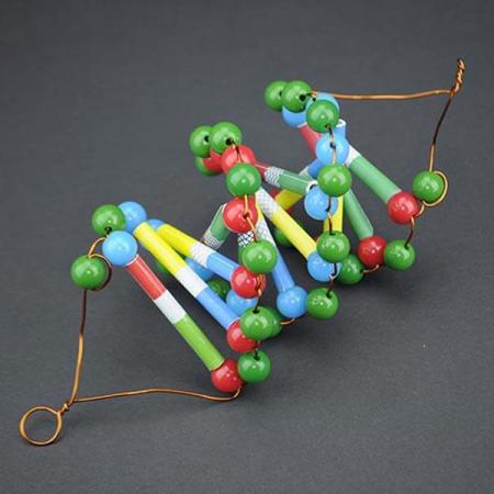 디바이스마트,오픈소스/코딩교육 > 과학 교구 > 생물/인체 과학교구,스터디랜드,두루마리 DNA-12쌍 4명 set,DNA 모형을 만들어 DNA 구조의 특징을 알아보세요.