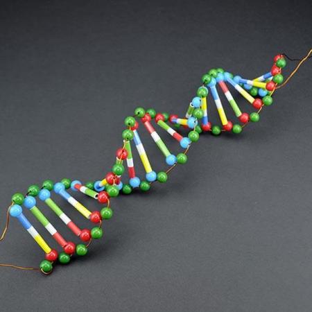 디바이스마트,오픈소스/코딩교육 > 과학 교구 > 생물/인체 과학교구,스터디랜드,두루마리 DNA-12쌍 4명 set,DNA 모형을 만들어 DNA 구조의 특징을 알아보세요.