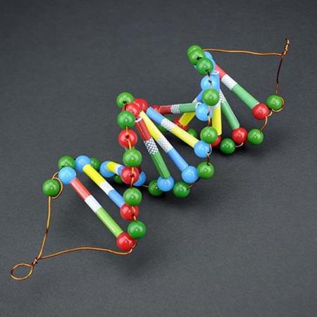 디바이스마트,오픈소스/코딩교육 > 과학 교구 > 생물/인체 과학교구,스터디랜드,두루마리 DNA-12쌍 4명 set,DNA 모형을 만들어 DNA 구조의 특징을 알아보세요.