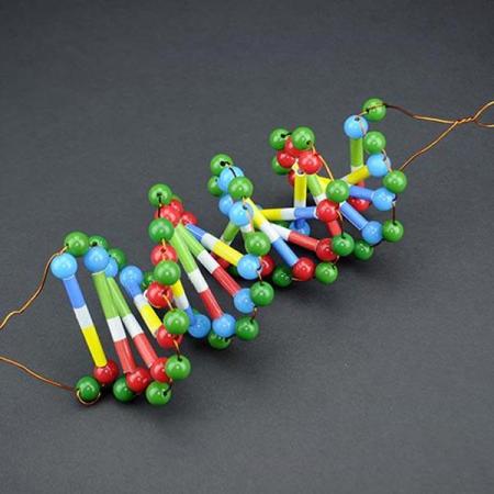 디바이스마트,오픈소스/코딩교육 > 과학 교구 > 생물/인체 과학교구,스터디랜드,두루마리 DNA-12쌍 4명 set,DNA 모형을 만들어 DNA 구조의 특징을 알아보세요.