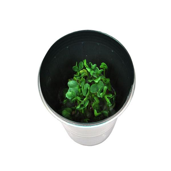 새싹 키우기 5명 set