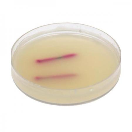 디바이스마트,오픈소스/코딩교육 > 과학 교구 > 화학/환경 과학교구,스터디랜드,쇠 못의 부식 10명 set,쇠 못이 부식되는 과정을 관찰해 보세요