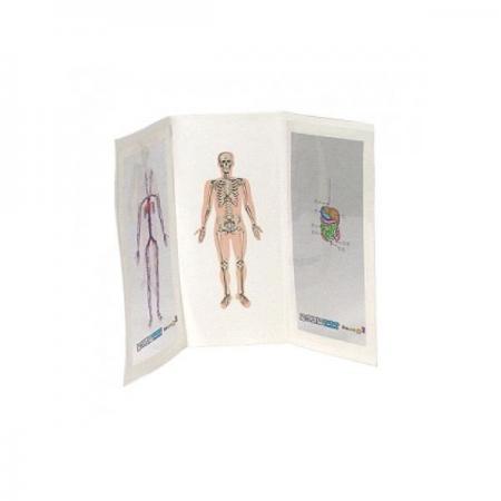 디바이스마트,오픈소스/코딩교육 > 과학 교구 > 생물/인체 과학교구,스터디랜드,인체내부 만들기 10명 set,우리의 몸 안은 어떻게 생겼는지 알아보세요