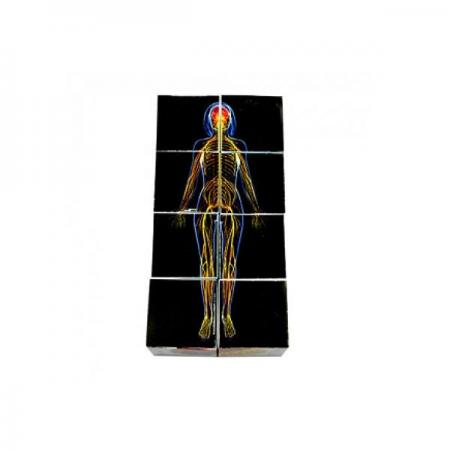 디바이스마트,오픈소스/코딩교육 > 과학 교구 > 생물/인체 과학교구,스터디랜드,인체 큐브퍼즐 5명 set,인체 각 기관과 게를 큐브형태로 알아보는 실험 입니다. (디자인 등록)