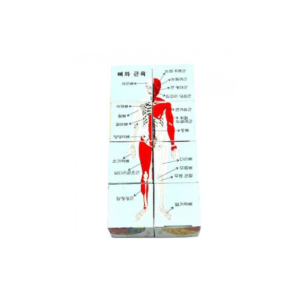 인체 큐브퍼즐 5명 set