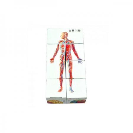 디바이스마트,오픈소스/코딩교육 > 과학 교구 > 생물/인체 과학교구,스터디랜드,인체 큐브퍼즐 5명 set,인체 각 기관과 게를 큐브형태로 알아보는 실험 입니다. (디자인 등록)