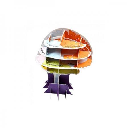 디바이스마트,오픈소스/코딩교육 > 과학 교구 > 생물/인체 과학교구,스터디랜드,입체(3D) 뇌모형 5명 set,뇌구조 모형을 만들어 보고 뇌의 구조와 기능에 대해 알아보세요