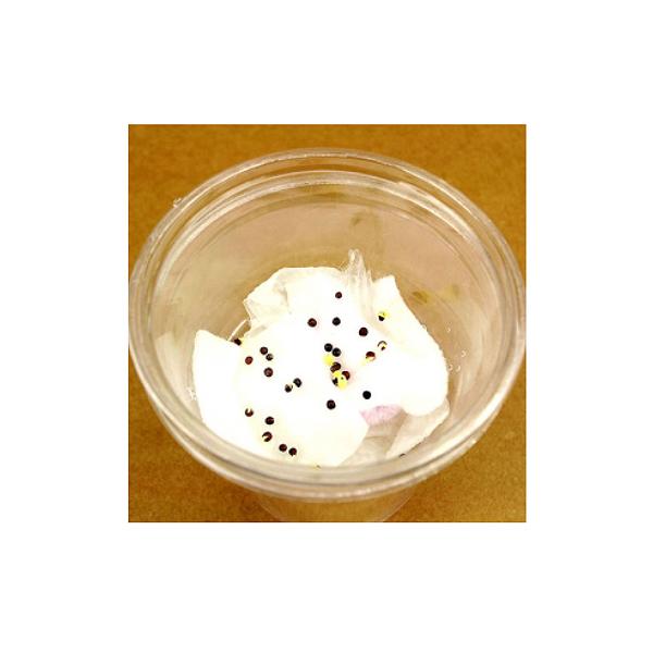 자동 급수 화분 5명 set