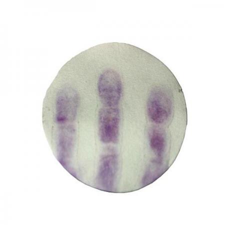 디바이스마트,오픈소스/코딩교육 > 과학 교구 > 생물/인체 과학교구,스터디랜드,지문찾기 10명 set,과학 수사에서 사용하는 방법으로 지문을 찾아보세요