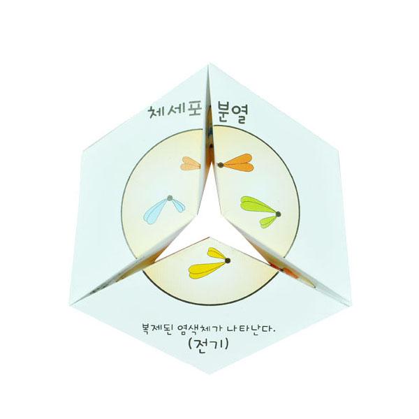 체세포분열 퍼즐 10명 set