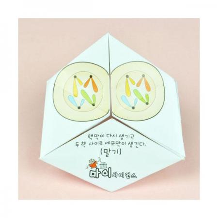 디바이스마트,오픈소스/코딩교육 > 과학 교구 > 생물/인체 과학교구,스터디랜드,체세포분열 퍼즐 10명 set,체세포 분열과정을 퍼즐처럼 알아보는 실험입니다.(디자인 등록30-2015-0014226)