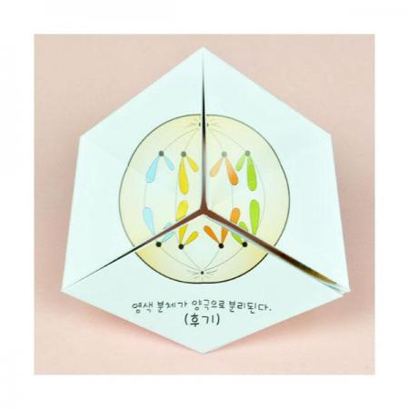 디바이스마트,오픈소스/코딩교육 > 과학 교구 > 생물/인체 과학교구,스터디랜드,체세포분열 퍼즐 10명 set,체세포 분열과정을 퍼즐처럼 알아보는 실험입니다.(디자인 등록30-2015-0014226)