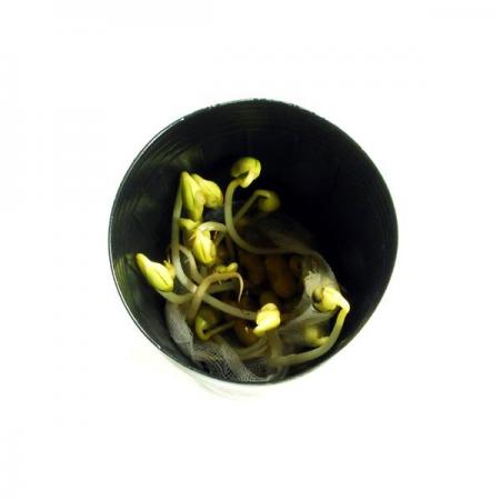 디바이스마트,오픈소스/코딩교육 > 과학 교구 > 생물/인체 과학교구,스터디랜드,친환경 콩나물 5명 set,내 손으로 직접 친환경 콩나물을 키워 보세요.