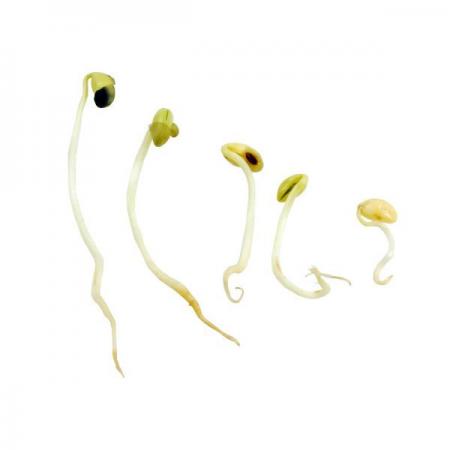 디바이스마트,오픈소스/코딩교육 > 과학 교구 > 생물/인체 과학교구,스터디랜드,친환경 콩나물 5명 set,내 손으로 직접 친환경 콩나물을 키워 보세요.