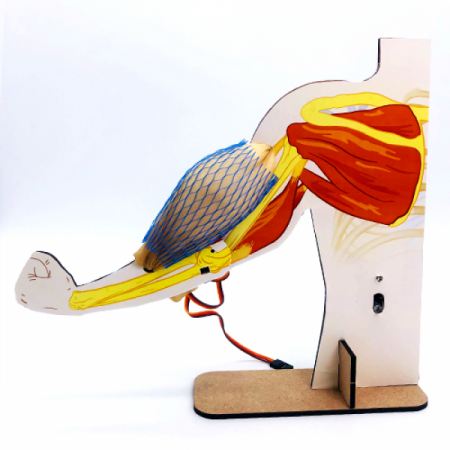 디바이스마트,MCU보드/전자키트 > 교육용키트/로봇 > 교육용키트,이엘사이언스,마이루프(MYLOOP) 팔 근육 모형,서보 모터를 이용하여 팔 근육 모형을 만들어보고 근육의 수축과 이완을 알아보는 키트입니다.