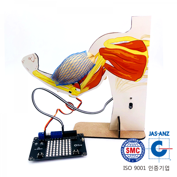 마이루프(MYLOOP) 팔 근육 모형