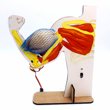 디바이스마트,MCU보드/전자키트 > 교육용키트/로봇 > 교육용키트,이엘사이언스,마이루프(MYLOOP) 팔 근육 모형,서보 모터를 이용하여 팔 근육 모형을 만들어보고 근육의 수축과 이완을 알아보는 키트입니다.